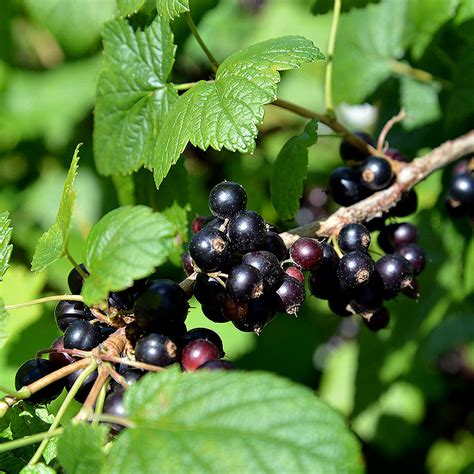 Bourgeon De Cassis Ribes Nigrum Gemmothérapie Grossulariacées