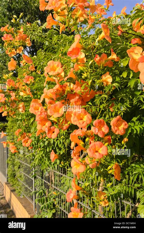 Trumpet Creeper Campsis Radicans Stock Photo Alamy