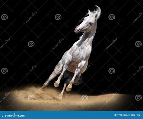 Arab Horse On Black Stock Photo Image Of Nature Horse 17764036