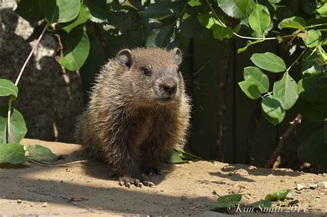 Groundhog or Woodchuck (or Whistle-pig)? | Kim Smith Films