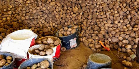 Assessing Advanced Potato Breeding Material For Postharvest Storage Potato Business