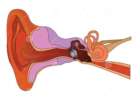 Anatomy Of The Ear Stock Vector Illustration Of Anatomy 48740086