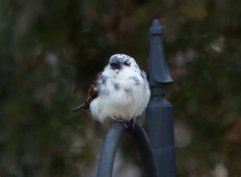 Leucistic House Sparrow - FeederWatch