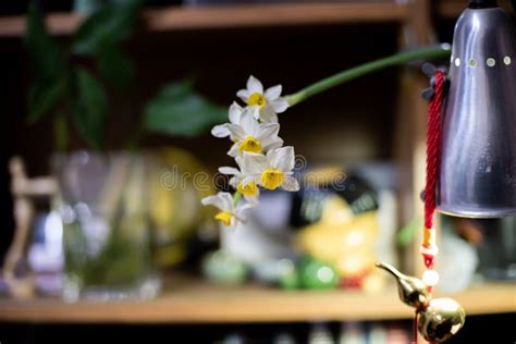 Narcissus Flower Arrangement 3 Stock Photo - Image of lycoris, goose ...