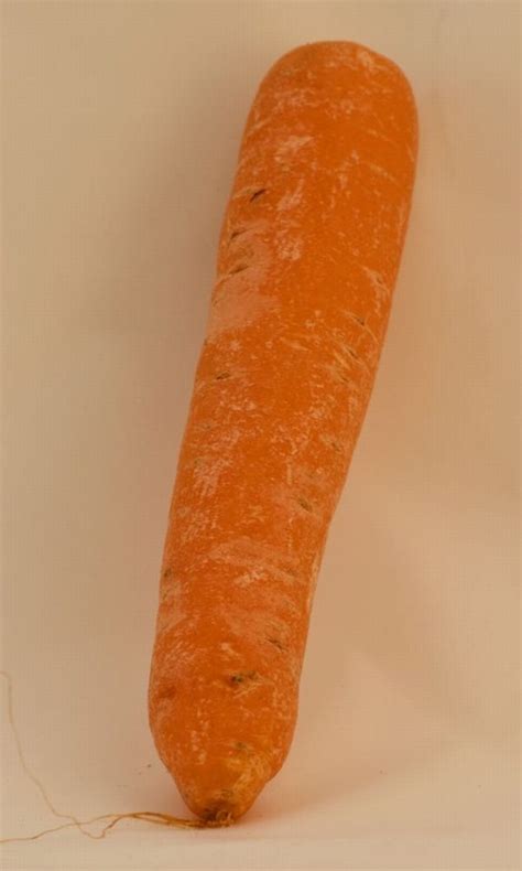 Single Carrot