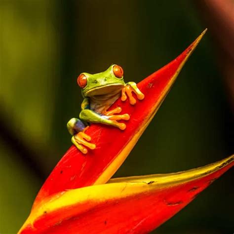 Save The Frogs Day April 29 2023 National Today