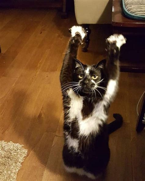 Создать мем "котик с поднятыми лапками, кошка, кот поднял лапу вверх ...