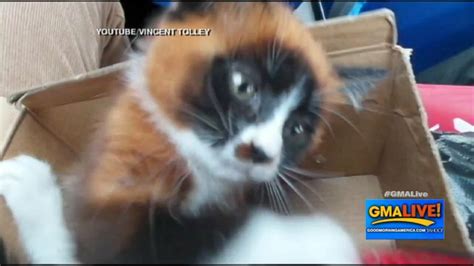 Video Unusual-Looking Kitten Resembles a Red Panda - ABC News