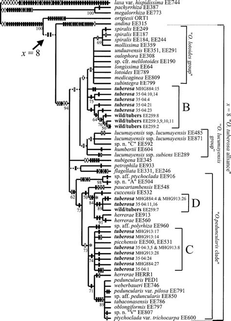 One Topology Among The 208 Maximally Parsimonious Trees Found In