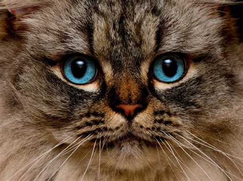 29 Cat Breeds With Blue Eyes With Images Cat World