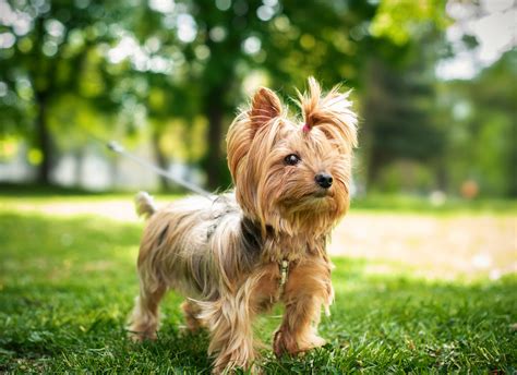 14 Beliebte Terrier Rassen Mit Bild Tierpal