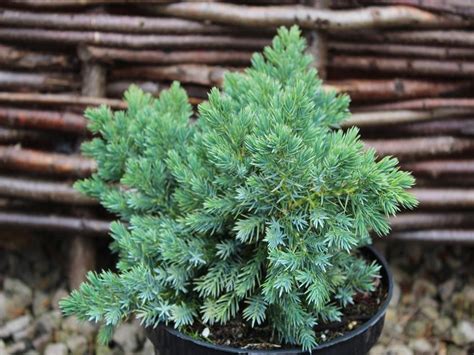 Juniperus squamata 'Blue Star'