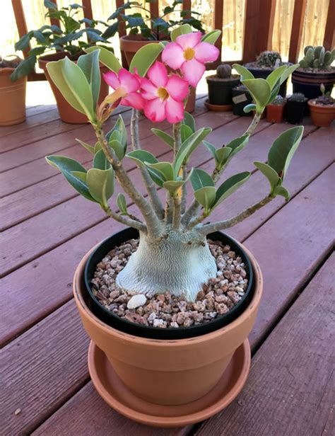 Como Plantar E Cultivar Rosa Do Deserto Lar Doce Lar