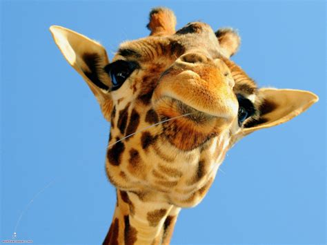 🔥 50 Baby Giraffe Wallpapers Wallpapersafari