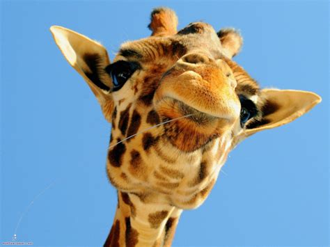 Baby Giraffe Wallpaper - WallpaperSafari