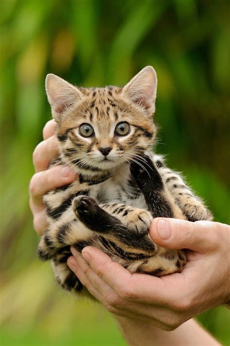 Black Footed Cat Felis Nigripes Terry Whittaker Photography Black Footed Cat Small Wild