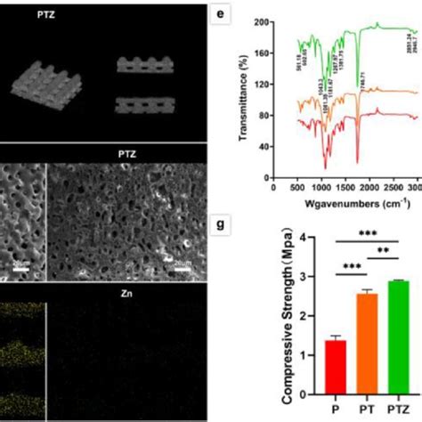 Characterization Of The Scaffolds A Sem Images Of The Surface