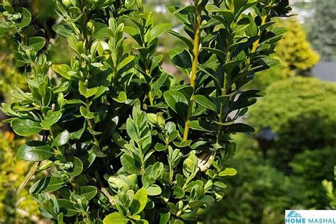 12 Different Types Of Boxwood Shrubs (With Photos)