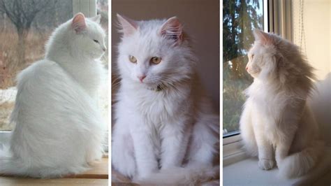 Caracter Sticas De Los Gatos Angora Para Entender Por Qu Son Tan