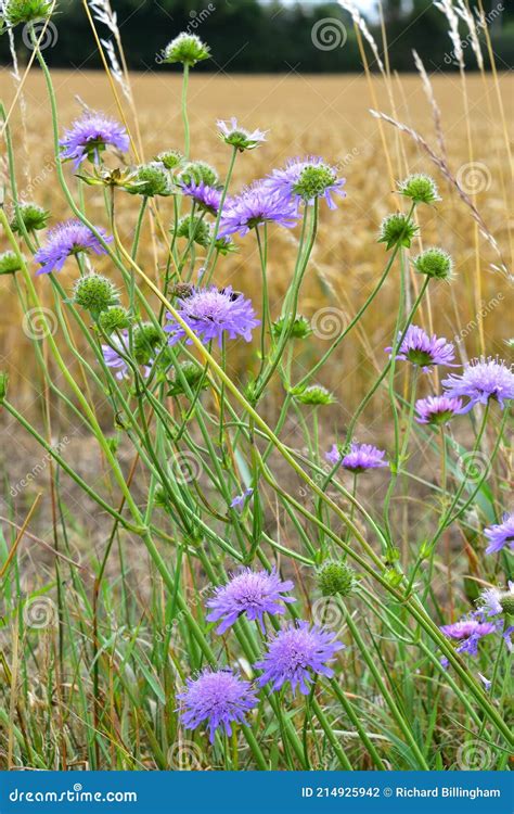 Field Scabious Knautia Arvensis Norfolk England Uk Stock Photo