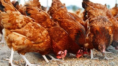 Consejos Para La Cría Casera De Gallinas Ponedoras