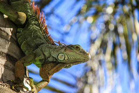 Iguana Close Up Wallpaper 4k Animals Pet Birds Lizard