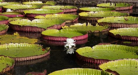 Water Lily Victoria Regia In A Pool Of Water Water Lily Victoria Regia ...