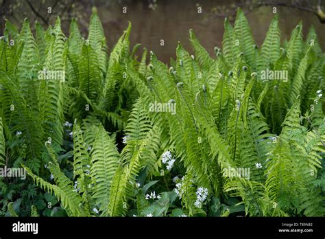 bracken fern ferns  res stock photography  images alamy