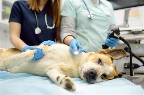 UK Vet Livestock - Improving testing and treatment of respiratory