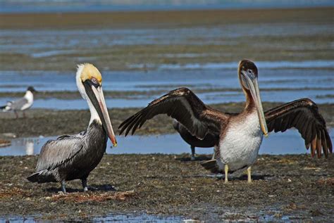 Mosquito Lagoon & Indian River Wildlife Gallery