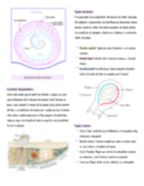 Solution Placenta Y Membranas Extraembrionarias Studypool