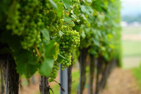 Feuille De Vigne Vignes - Photo gratuite sur Pixabay - Pixabay