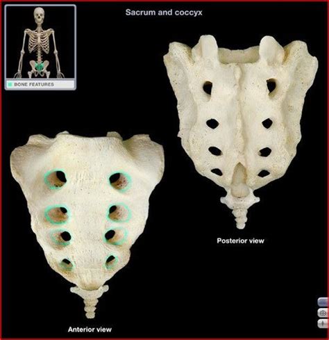 Sacrum Labeling Flashcards Quizlet