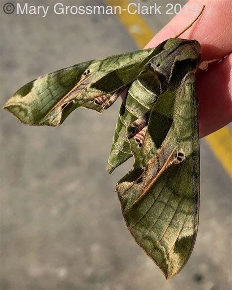 Pandora Sphinx Moth Eumorpha Pandorus In Moth Moth Tattoo