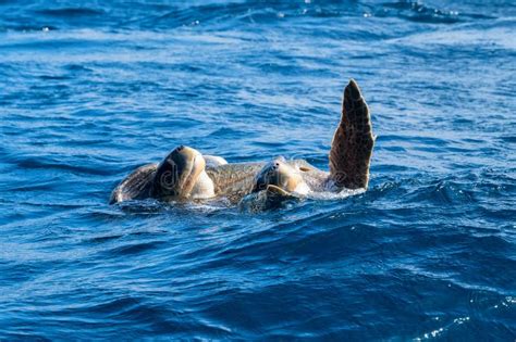 Olive Ridley Sea Turtles Or Lepidochelys Olivacea Performs Mating