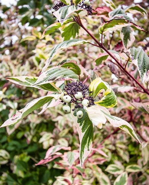 Variegated Dogwood From Wedding & Event Flowers to Fine Pruning, Garden ...