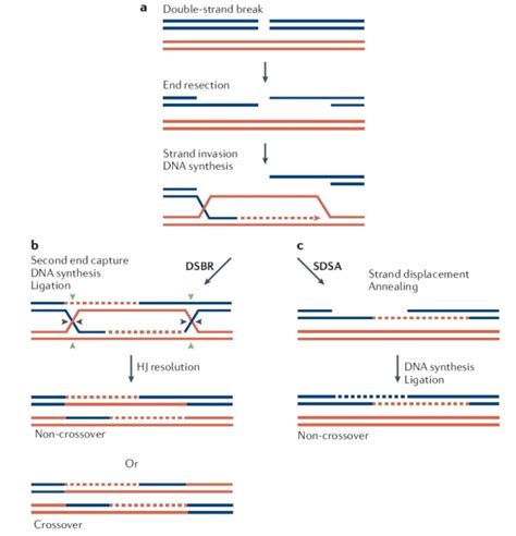 Repair Of Dna Double Strand Breaks By Dsbr And Sdsa Learn Science At