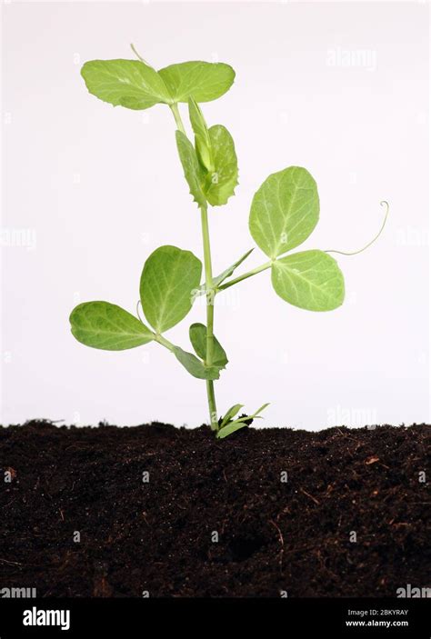 Pea Plant Growth Stages Hi Res Stock Photography And Images Alamy