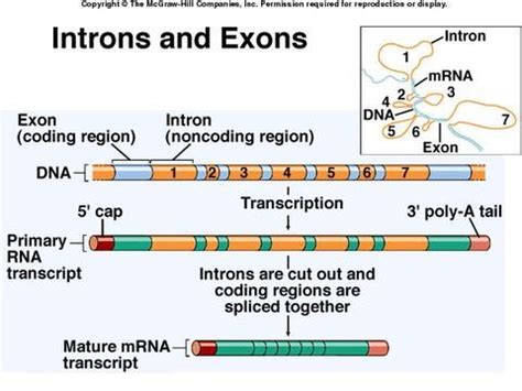 Introns And Exons Biology Facts Learn Biology Teaching Biology