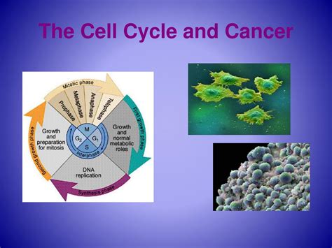 Cancer And Cell Cycle Ppt