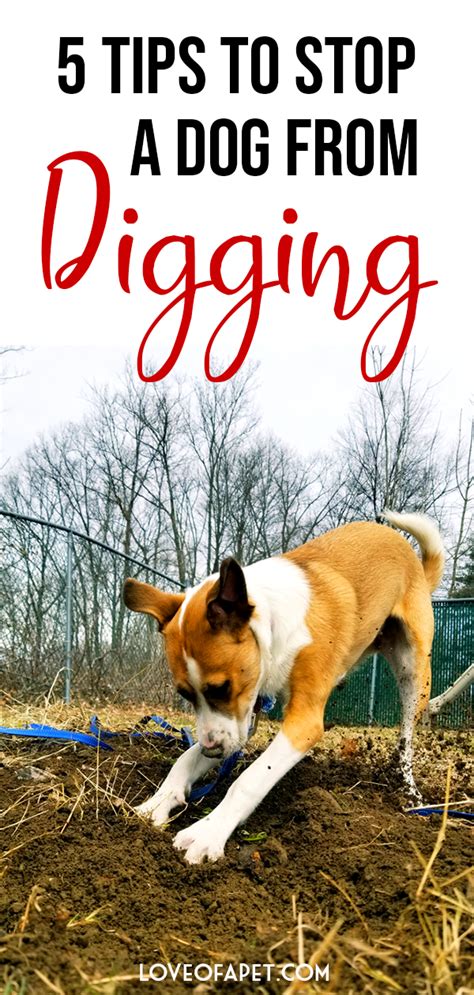 How To Stop A Dog From Digging 5 Tips Love Of A Pet Artofit