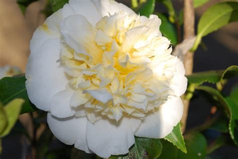 Camellia Jurys Yellow Garden Shrubs For Sale Uk Uk