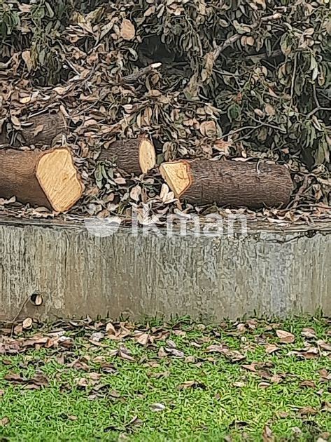 Firewood For Sale In Dehiwala Ikman