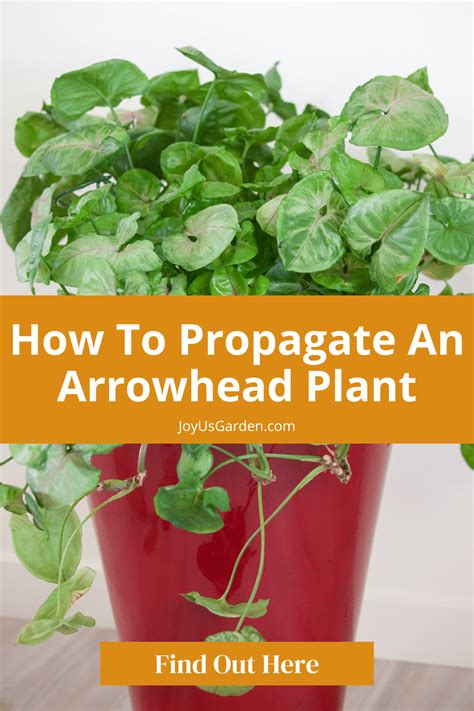 Arrowhead Plant Propagation Easy Ways To Propagate Syngonium