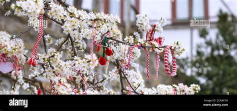 White And Red Bulgarian Martenitsa Bracelets Hanging On The Branch Of