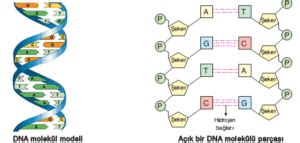 8 Sınıf DNA ve Genetik Kod Konu Anlatımı