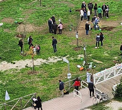 Parte La Festa Dell Albero A Ladispoli E Cerveteri Terzo Binario News