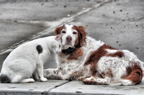 Abandono Y Maltrato Animal Fundación Amigos Del Planeta Sociedad