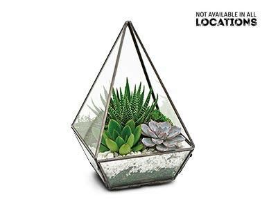 Geometric Terrarium Assorted Varieties Aldi USA Specials Archive