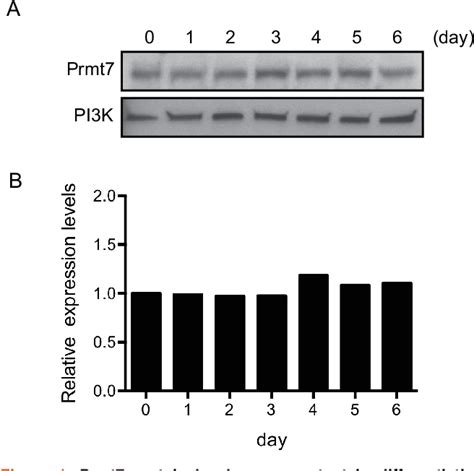 Figure From Prmt Is Dispensable In Tissue Culture Models For